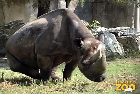 Rhinos Wallowing in Mud at Brookfield Zoo