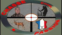 chasse a l'arc cerf 6 cors