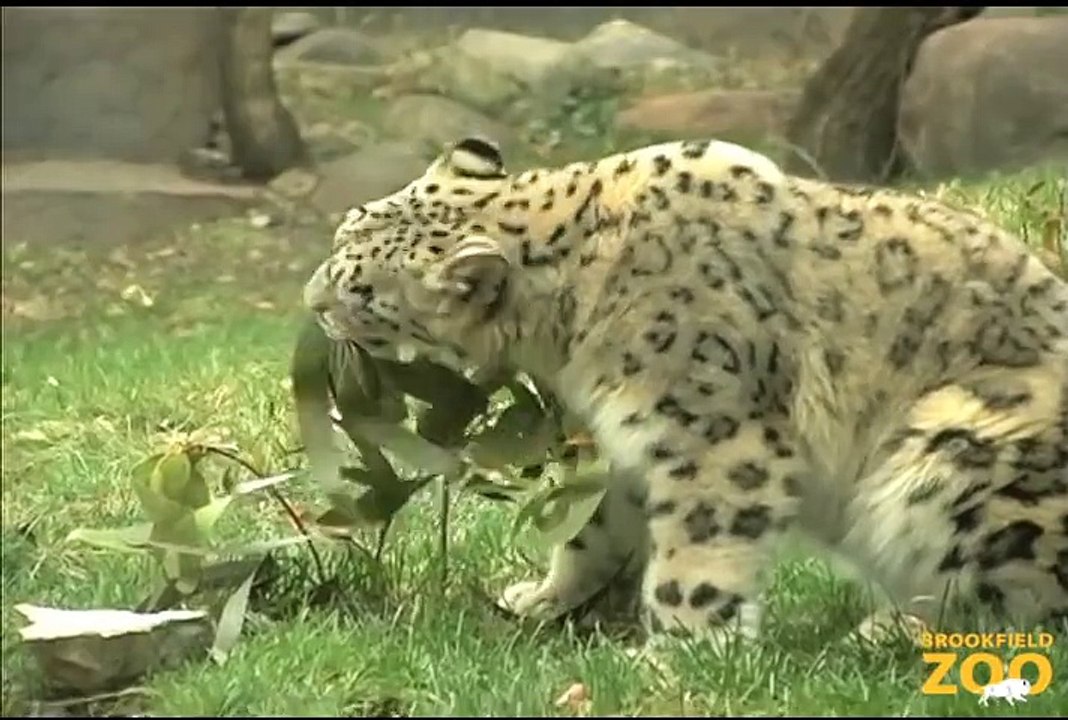Young Snow Leopards Arrive at Brookfield Zoo