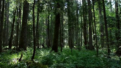The Forest Madness - In Theaters Tomorrow TV Spot (2016) Natalie Dormer, Stephanie Vogt