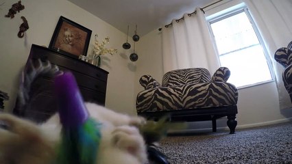 Lazarus le petit chat ressuscité va bien