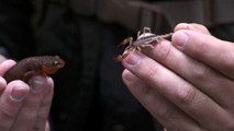 Poison Vs. Venom - Breaking Trail with Coyote Peterson - Animal Planet