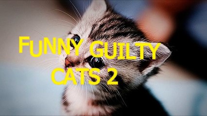Cute naughty cats feel guilty - Funny guilty cat compilation PART 2(014000-664659)