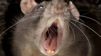 4 Aylık Bebek, Sıçanlar Tarafından Öldürüldü