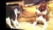 Dogs and cats meeting for the first time - Cute and funny dog & cat compilation(014000-664659)