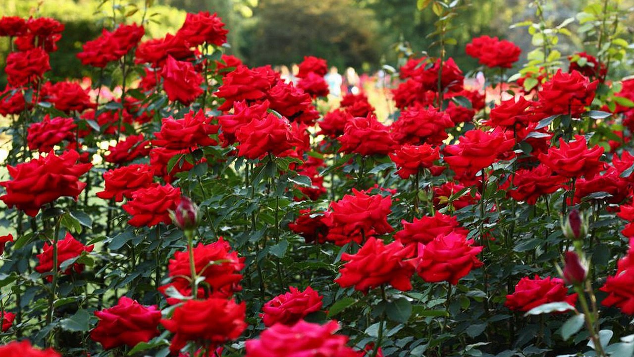 Mustafa Kiraz Siz Yanmayın