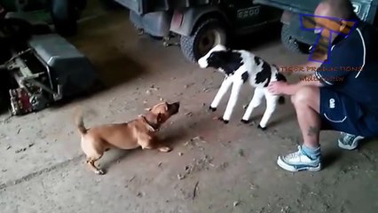 Dogs get scared of random things - Funny scared dogs compilation(014000-664659)