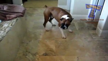 Dogs really don&#39;t want to bath - Funny dog bathing compilation PART 3(014000-664659)