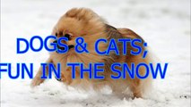 Funny dogs and cats playing in the snow - Funny animal compilation_2(014000-664659)