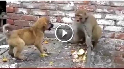 Dog vs Monkey Fight Is Very Awesome