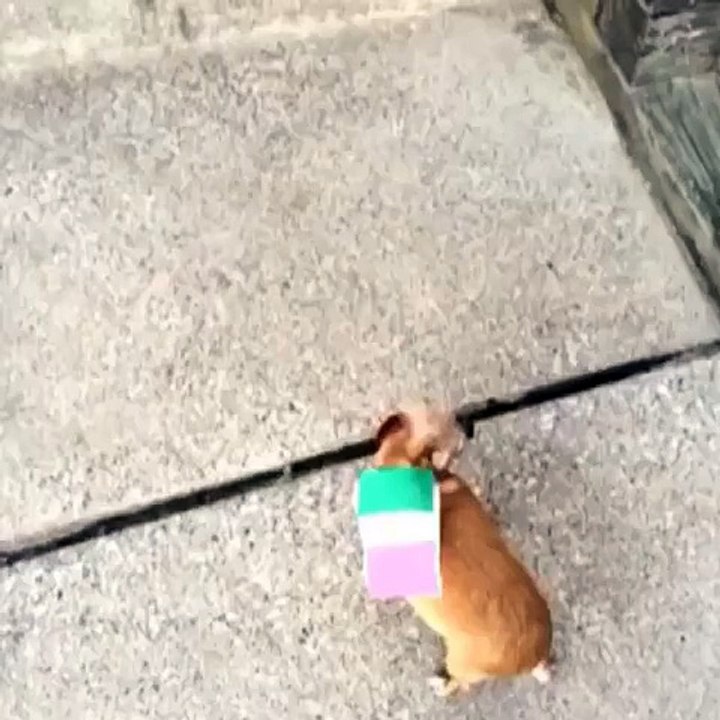 Funny Fail