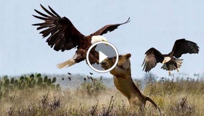 One Lion Vs Eagle Fights Very Best