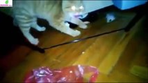 Funny Animals Video-Funny Cat Videos-Top 10 Talking Cats