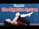 Yoga Exercises for Digestive System - Releasing Energy Blocks and Diet Tips in English