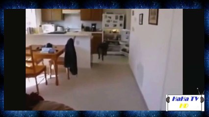 Best Funny Fail _ Win Compilation  Funny Fails Funny Pranks Best Fails  Funny Video