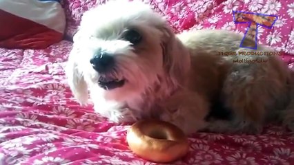 Funny mad dogs - Funny dog compilation(014000-664659)