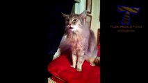 Sneezing and yawning cats and dogs - Funny and cute animal compilation(014000-664659)