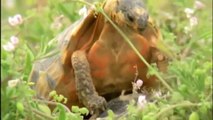 Tortoise & Turtle Wildlife Documentary Animal Planet National Geographic Documentary 2015