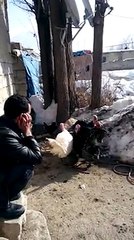 Vanlı Genç İle Hindilerin Düeti