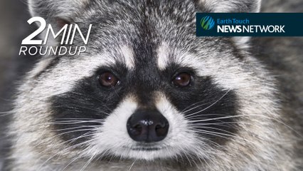 Giant squid encounter, rare orca death & a thieving raccoon