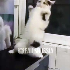Танцующий кот