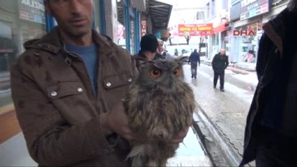 Tunceli'de Uçamadığı İçin Bir Evin Bahçesine Düşen Puhu'ya Büyük İlgi