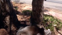Un koala pleure et malheureux au pied d'un arbre
