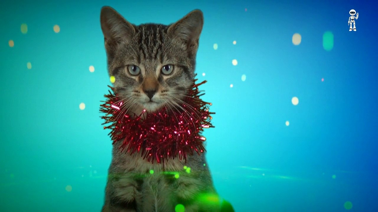 Kedi şarkı söylüyor-Şarkı söyleyen kedi-Çocuk şarkısı