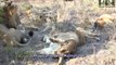 Idube Safari Highlights #367  29 September - 02 October 2015 (Latest Sightings) (4K Video)