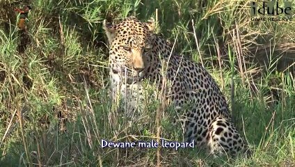 Idube Safari Highlights #368  03 - 05 October 2015 (Latest Sightings) (4K Video)