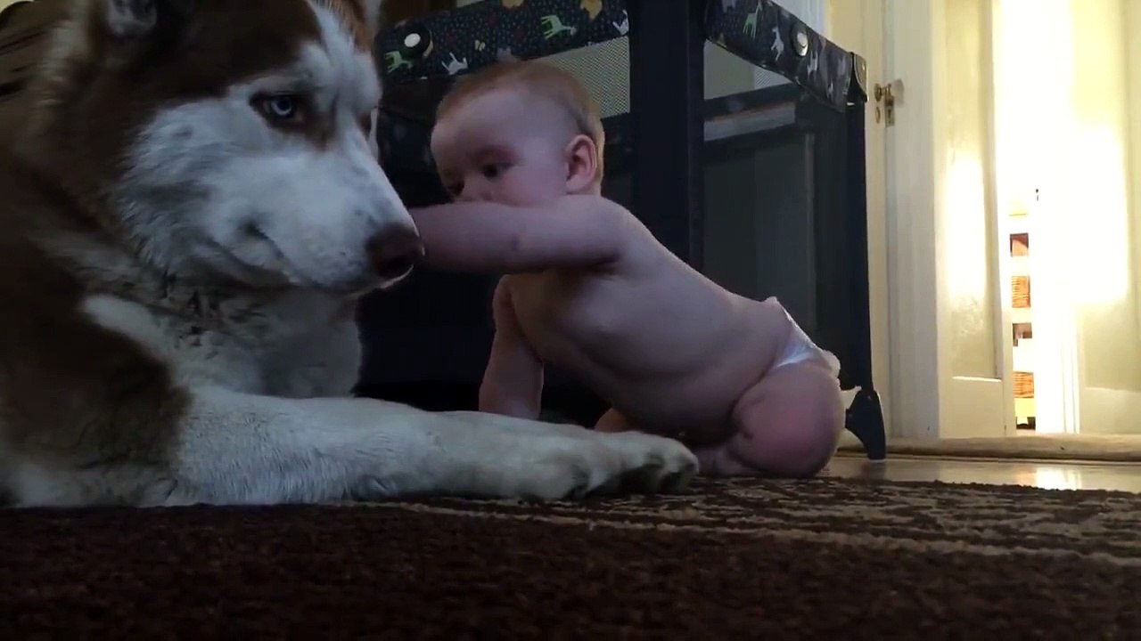 Husky Ve Bebeğin Mutllu Anları