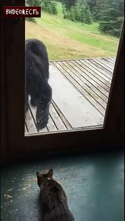 Кот охранник