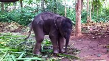 Ce bébé éléphant découvre sa trompe