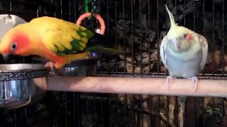 Confused parrot freaks out at own reflection