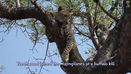 Idube Safari Highlights #371  13 - 16 October 2015 (Latest Sightings) (4K Video)
