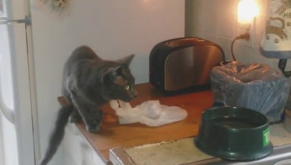 Scaredy Cat Surprised by a Toaster Funny Video