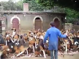 How to feed over 100 hungry Hunting Dogs !!!! watch amazing video