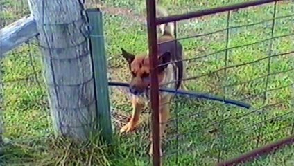 Dogs Trying To Fit Big Sticks Through Little Doors Funny Video