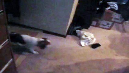 Evil Pup Traps Pal in the Laundry Funny Video