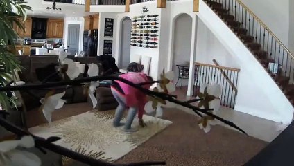 Girl Sends Tea Cup Pup Flying Funny Video