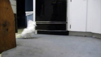Pet Cockatoo Whips Her Hair Back and Forth Funny Video