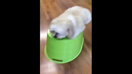 Pup Turns Bucket into an Earthquake Simulator Funny Video