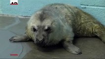 Naissance d'un adorable bébé phoque gris dans un zoo américain