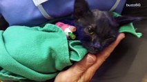 Purple kitten used as a chew toy finds best friend at shelter