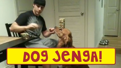 Dog Biscuit Jenga on His Nose!