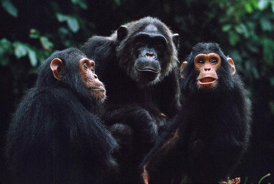 สารคดีท่องโลกกว้าง 23 ธันวาคม 2558 เรื่องราวของอาณาจักรวานร ตอน สงครามระหว่างพี่น้อง