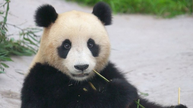 China’s pandas live a pampered, protected life