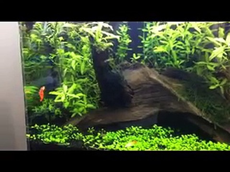 60 Litre Bitkili Albino Full Red Lepistes Akvaryumu