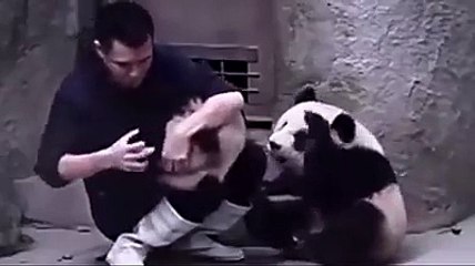 Panda Playing With Men