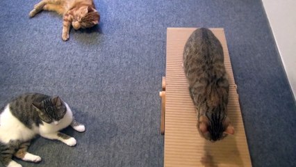 Cats Playing on a See Saw